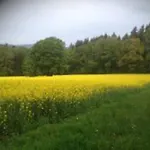 Napoleon * Waldmünchen